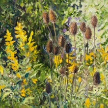 Teasels